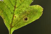 Phyllonorycter corylifoliella