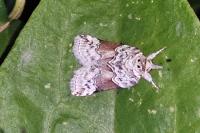 Nycteola siculana