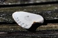 Cilix glaucata/hispanica