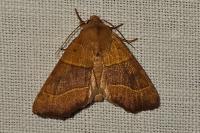 Atethmia centrago