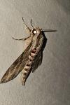 Agrius convolvuli