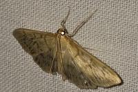 Patania ruralis