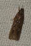 Helcystogramma triannulella