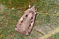 Xestia c-nigrum