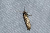Opogona omoscopa