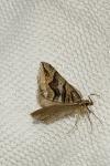 Scotopteryx peribolata