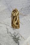 Agrotis vestigialis