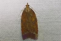 Acleris ferrugana/notana