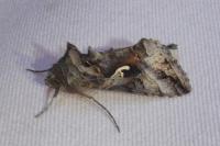 Autographa gamma