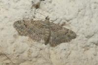 Gymnoscelis rufifasciata