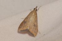 Udea ferrugalis