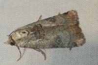Epilecta linogrisea
