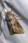 Aporophyla australis