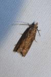 Acroclita subsequana