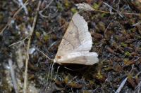 Crocallis dardoinaria