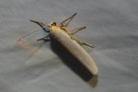 Eilema caniola