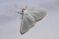 Palpita vitrealis