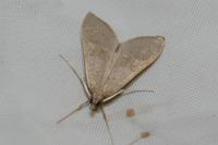 Mecyna asinalis