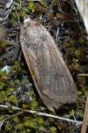 Noctua pronuba