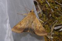 Helicoverpa armigera