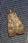 Agrotis trux
