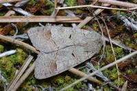 Ammoconia caecimacula