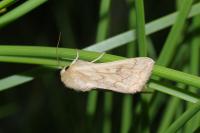 Mythimna vitellina