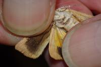 Noctua janthina