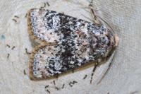 Polymixis argillaceago