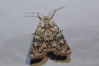 Polymixis argillaceago