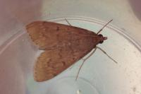 Herpetogramma licarsisalis