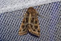Leucochlaena oditis
