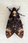 Acherontia atropos