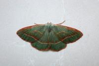 Hylaea fasciaria