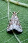 Hellula undalis