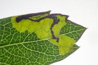 Stigmella regiella