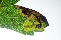 Ectoedemia atricollis