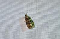 Celypha lacunana