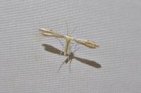 Adaina microdactyla