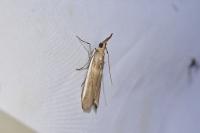 Etiella zinckenella