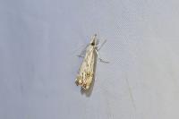 Catoptria falsella