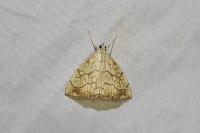 Evergestis pallidata
