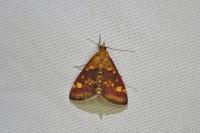 Pyrausta aurata