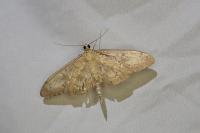 Anania lancealis