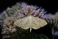 Patania ruralis