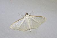 Palpita vitrealis