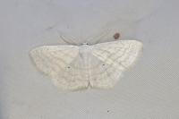 Scopula caricaria