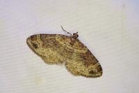 Xanthorhoe spadicearia