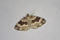 Epirrhoe alternata