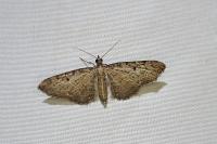 Eupithecia virgaureata